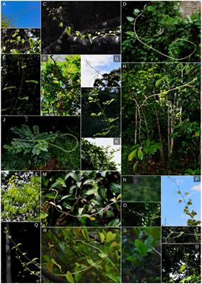 Mind the Gap: Reach and Mechanical Diversity of Searcher Shoots in Climbing Plants